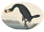 Cormorant Club Logo